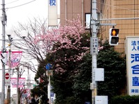 20150314_習志野市谷津1_河合塾津田沼校_桜_1247_DSC05192