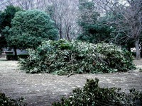 20140301_船橋市行田2_千葉県立行田公園_積雪_1553_DSC07070