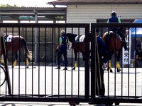 20150515_船橋競馬場_千葉サラブレッドセール_0741_DSC04831T