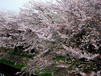 20140406_船場市_海老川ジョギングロード_花見_桜_1647_DSC03938