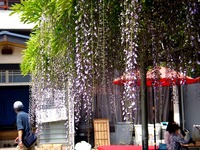 20140504_市川市宮久保4_高圓寺長寿藤_藤まつり_1324_DSC08417