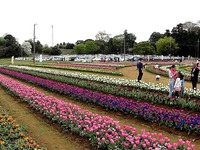 20160409_柏市あけぼの山農業公園__チューリップ_1419_DSC00703