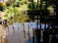20090429_船橋市_葛飾湧水群_二子藤の池_湧水_大溜_1111_DSC04620