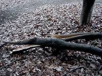 20140301_船橋市行田2_千葉県立行田公園_積雪_1544_DSC07037
