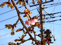 20140308_船橋市_海老川ジョギングロード_桜_サクラ_1553_DSC08348