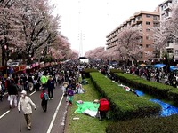 20150404_松戸市六高台の桜通り_六実桜まつり_1238_MAH00307060