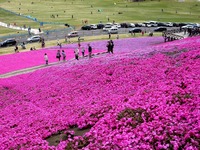 20150412_千葉県袖ケ浦永吉_東京ドイツ村_1338_DSC09166