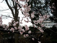 20140323_船橋市_海老川_花見_屋台_桜_1554_DSC00700