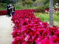 20151122_船橋市金堀町_ふなばしアンデルセン公園_1237_DSC08856