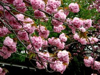 20140420_習志野市鷺沼1_明徳そでにの保育園_桜_1052_DSC05294