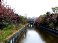 20140412_船橋市海神町南1_海神川緑地_桜_1305_DSC04401