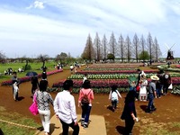 20160409_柏市あけぼの山農業公園__チューリップ_1227_DSC00690T