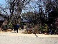 20140323_船橋市金杉6_御滝公園_御滝不動尊_桜_1259_DSC00486