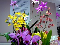 20140113_船橋東武_船橋洋ラン展_船橋蘭友会_1050_DSC01003