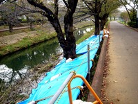 20131103_船橋市海老川_堤防_崩れ_台風第26号_1503_DSC07554