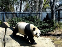 20151224_上野動物園_ジャイアントパンダ_140