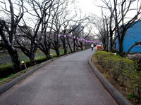 20140323_船橋市_海老川_花見_屋台_桜_1552_DSC00662