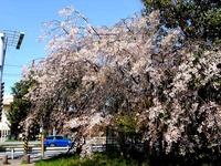 20140412_船橋市海神町南1_海神川緑地_桜_1304_DSC04388