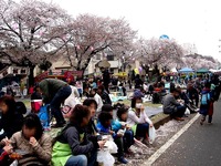 20150404_松戸市六高台の桜通り_六実桜まつり_1200_DSC08355