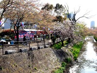 20140412_船橋市_海老川_花見_屋台_桜_1437_DSC04851