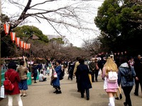 20160323_東京都台東区_上野公園_上野恩賜公園_桜_1115_DSC09841