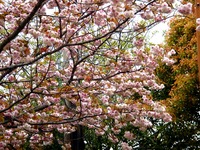 20140420_習志野市香澄6_習志野市第七中学校_桜_1044_DSC05262