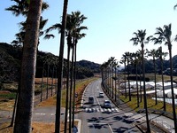 20120126_千葉県_南房総_リゾートタウン館山_ヤシ_1128_DSC05164T