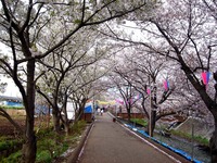 20140406_船場市_海老川ジョギングロード_花見_桜_1651_DSC03961