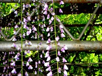 20140504_市川市宮久保4_高圓寺長寿藤_藤まつり_1327_DSC08426