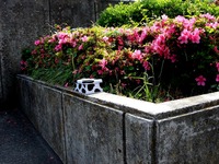 20140524_習志野市谷津3_習志野市立谷津南小学校_1434_DSC02410