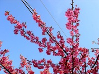 20140308_船橋市_海老川ジョギングロード_桜_サクラ_1556_DSC08363