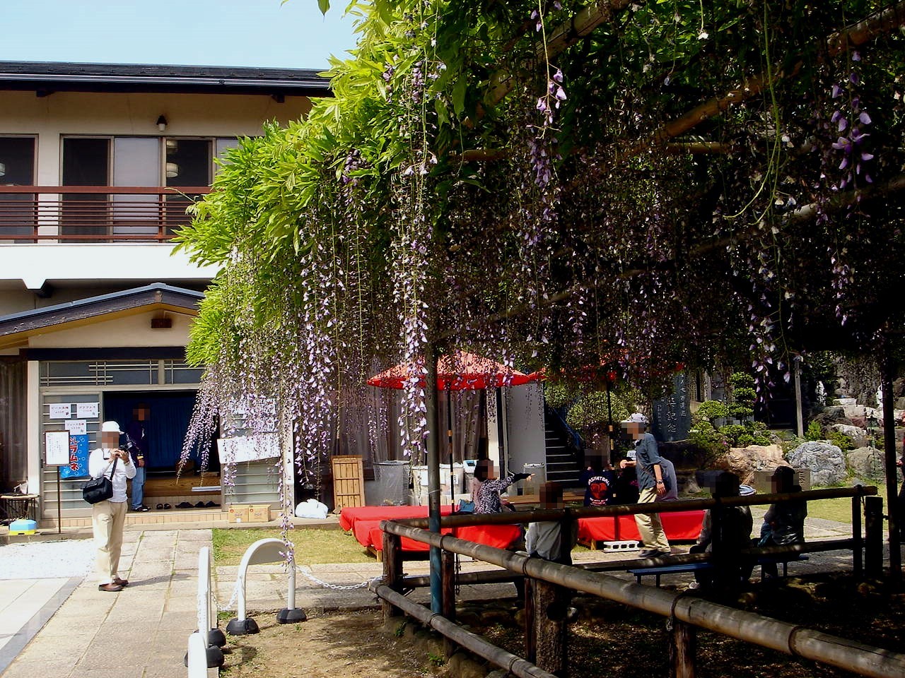 春の風14 市川市高圓寺のふじまつり編 32 ビビット 14 春の風14 市川市高圓寺のふじまつり編 32 ビビット 14