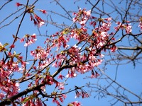 20140329_習志野市大久保2_ハミングさくらまつり_1418_DSC01272