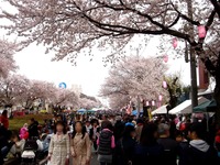 20150404_松戸市六高台の桜通り_六実桜まつり_1200_DSC08354