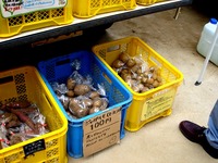 20140823_船橋市宮本5_船橋大神宮_ふなばし朝市_1002_DSC02364