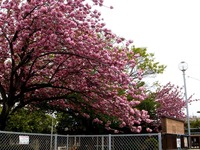 20140420_習志野市鷺沼1_明徳そでにの保育園_桜_1051_DSC05288