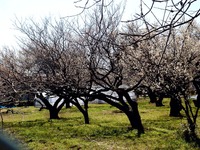 20140308_船橋市薬円台5_千葉県立薬園台高校_梅_1131_DSC07778