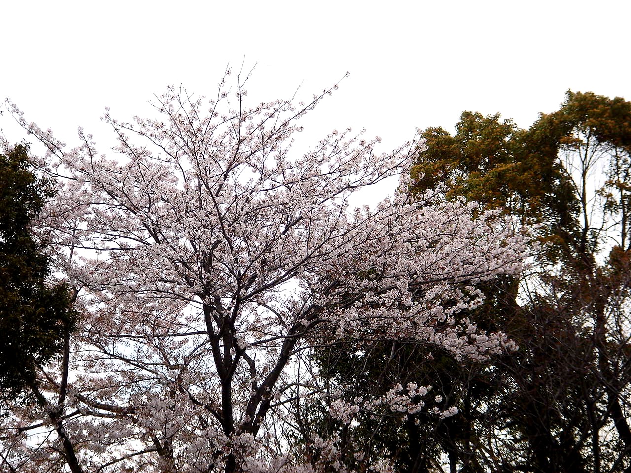 春の風14 船橋海老川ジョギングロードのサクラ編 12 ビビット22 14