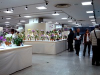 20140113_船橋東武_船橋洋ラン展_船橋蘭友会_1049_DSC00995