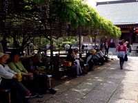 20140504_市川市宮久保4_高圓寺長寿藤_藤まつり_1326_DSC08421