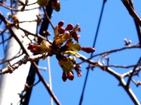 20140222_船橋市_海老川_桜_河津桜_つぼみ_1155_DSC06223