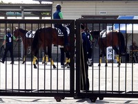 20150515_船橋競馬場_千葉サラブレッドセール_0741_DSC04830