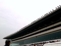 20150419_船橋市古作1_中山競馬場_JRA_1204_DSC01642