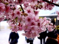 20160306_船橋市古作1_JRA中山競馬_桜_1657_DSC08369