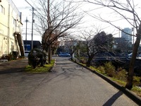 20140308_船橋市_海老川ジョギングロード_桜_サクラ_1552_DSC08339