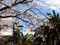 20140405_船橋市浜町2_ららぽーとTOKYO-BAY_桜_1205_DSC03792