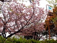 20140420_習志野市香澄6_習志野市第七中学校_桜_1044_DSC05259