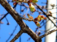 20140222_船橋市_海老川_桜_河津桜_つぼみ_1155_DSC06225