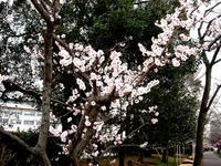 20140323_船橋市_海老川_花見_屋台_桜_1554_DSC00702