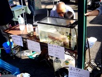 20141025_船橋市行田3_ふなっこ畑_出張ふなばし朝市_1052_DSC03887